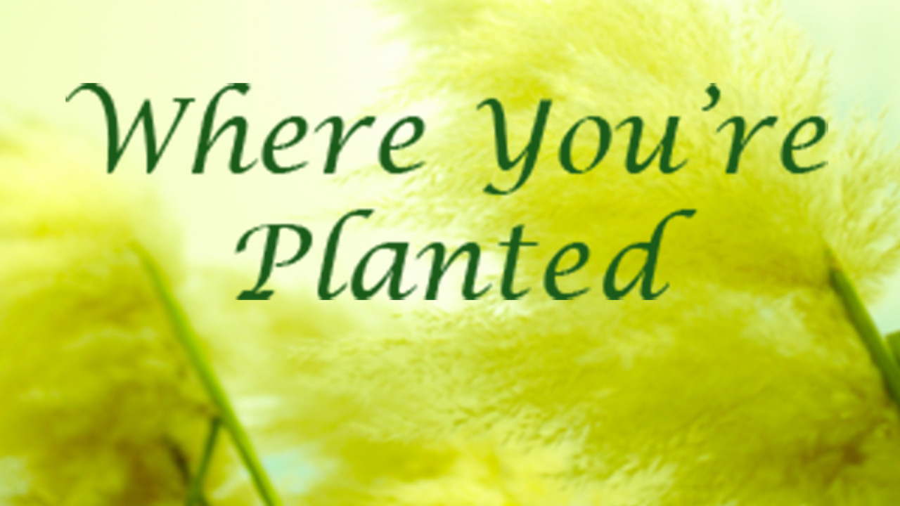 Where You’re Planted Series